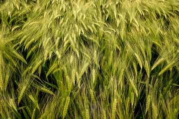 Young wheat in a field 