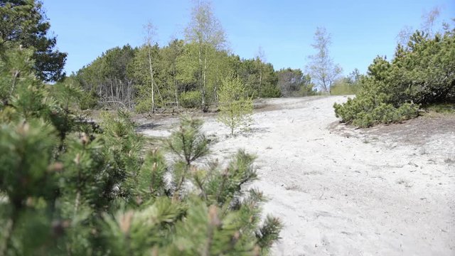 National Park Curonian Spit. Nida. Lithuania