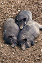 Fat lazy pigs relaxing on the farm