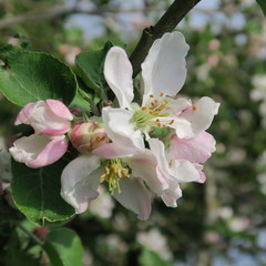 Obraz na płótnie Canvas White fruit blossoms blooming in spring