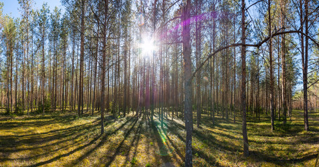 Obraz premium Summer forest landscape. Nature Panorama.