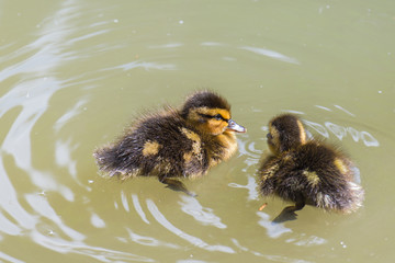Ducklings swimming in the pond