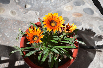 Gazania orange au printemps au jardin