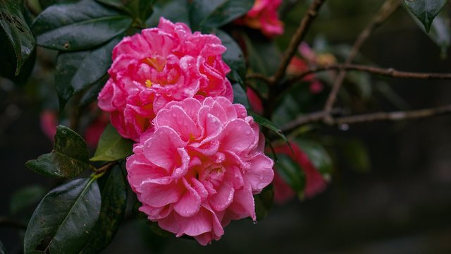A beautiful pink flower