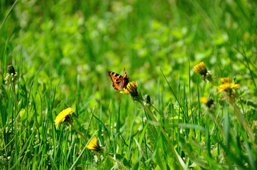 butterfly