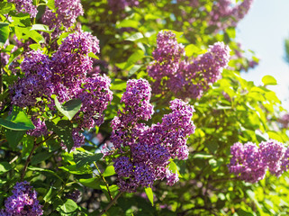 Bushes of blossoming lilacs