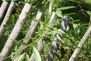 old wooden fence