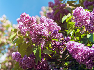 Bushes of blossoming lilacs