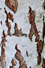 birch