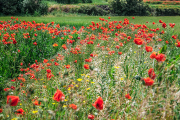 Wonderful poppy field