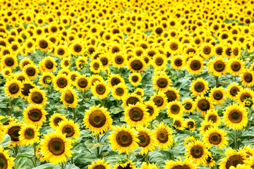 Beautiful sunflower field in  summer (sunflowers)