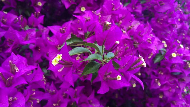 close-up of yellow flowers combined with intense green and tons of purple, violet, lilac leaves.  It is often a color of immoral sexuality, fashion and frivolity because it is considered feminine 