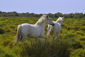 Obraz na płótnie Canvas Deux chevaux blancs de Camargue, en région Provence-Alpes-côte-d'Azur, France