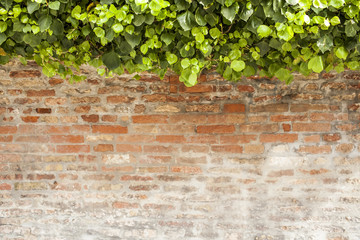 old brick wall with green leaves on top, selective focus. copy space