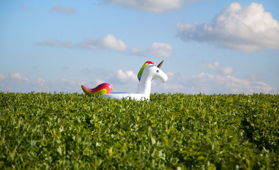 Einhorn auf grüner Wiese mit blauen Himmel © Maximilian