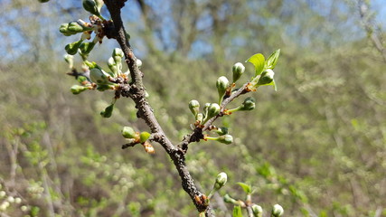 springtime