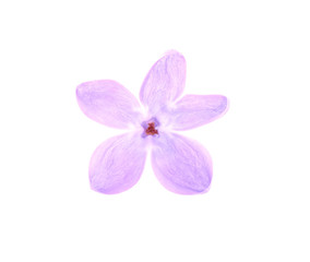 Beautiful lilac flower on white background