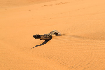 Dried wood on the sand in desert