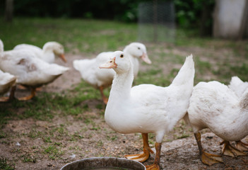 Duck drinks water on the farm