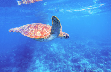 Green turtle in clean blue water. Seashore tortoise. Wild green turtle in tropical lagoon