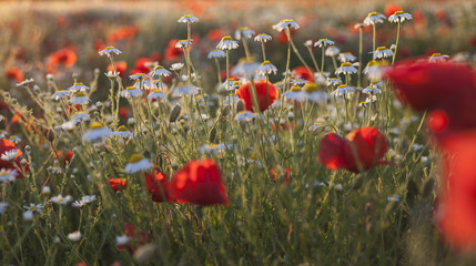  Chamomile  and poppes flowers field at the sunset