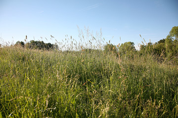 grass on spring meadow