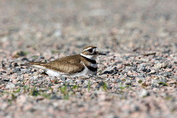 Killdeer on nest