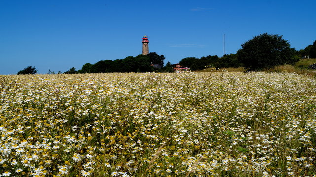 Ein Bild mit einem Feld voller Blumen, im Hintergrund der Leuchtturm von Kap-Arkona