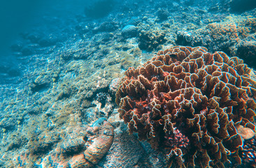Naklejka na ściany i meble Undersea landscape with coral reef. Coral reef relief. Saltwater wildlife.