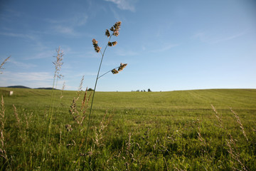 grass on spring meadow