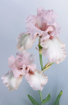 Beautiful pink Iris flowers