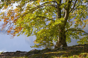 Old tree by the Bohinj lake, Slovenia