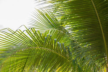 Fototapeta premium coconut palm tree