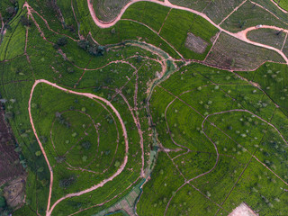 Aeral view of Tea plantation in India