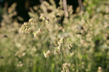 grass on spring meadow