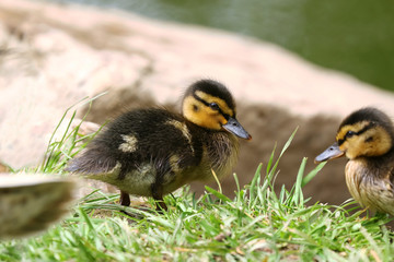 Zwei Küken der Stockente, Anas platyrhynchos
