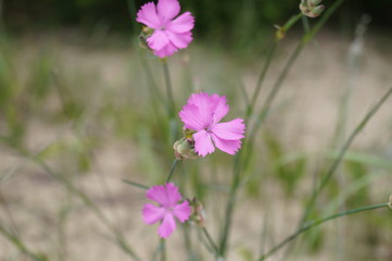 Fototapeta premium Wild carnation, Dianthus sylvestris - The plant from the Letea forest, Tulcea, Romania