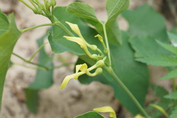 Birthwort, Aristolochia clematitis  - The plant from the Letea forest, Tulcea, Romania