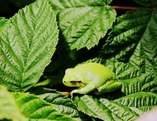 grenouille verte arboricole dans le jardin