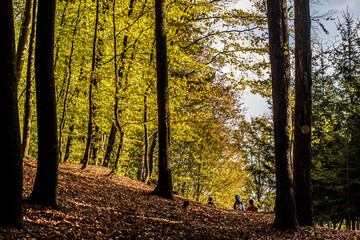 Fototapeta premium Wald