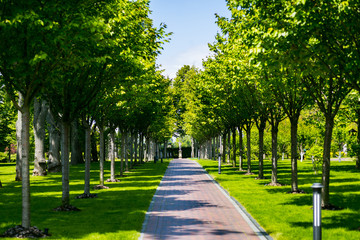 Landscaping in the garden. The path in the garden.Beautiful backyard landscape design,Some flowers and nicely trimmed bushes on the leveled front yard,Landscape formal