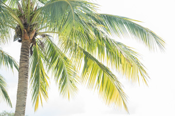 Obraz premium coconut palm tree