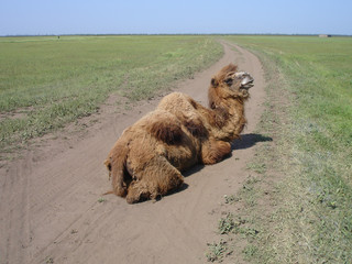 Camel