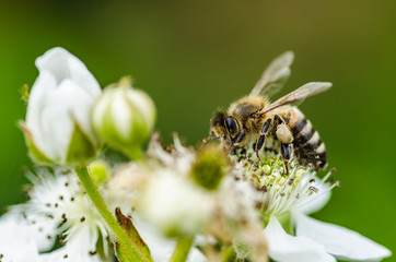 The insect bee collects honey on beautiful white flowers, shows diligence and perseverance.
