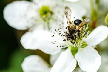The insect bee collects honey on beautiful white flowers, shows diligence and perseverance.