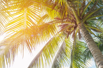 Obraz premium coconut palm tree