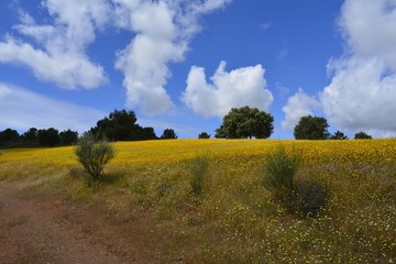 Paisajes de Hernán Pérez