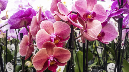 Orchid flower. Moth or Phalaenopsis orchid, beautiful colorful background.