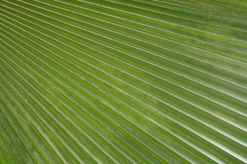 Obraz premium coconut palm tree leaves texture