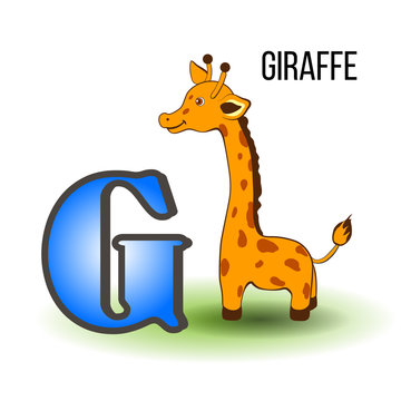 Cute Zoo alphabet G with cartoon giraffe, wild african kid animal vector illustration isolated on background, Education for children, preschool, ABC poster for learn to read, character design, mascot